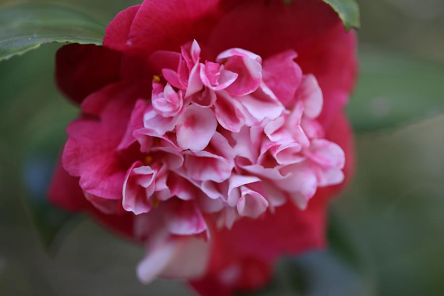 Bi-Color Camellia II Photograph by Mingming Jiang