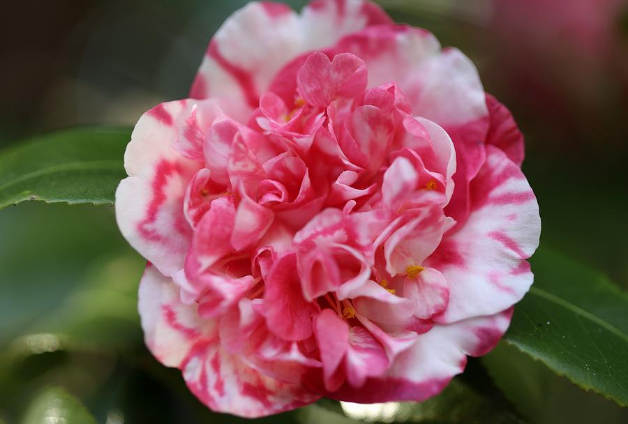 Bi-Color Camellia III Photograph by Mingming Jiang