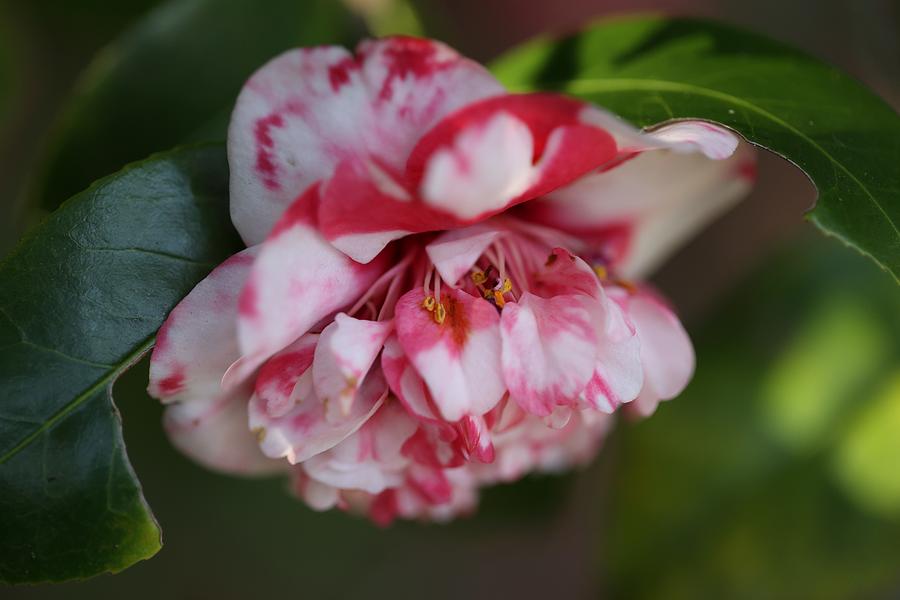 Bi-Color Camellia IV Photograph by Mingming Jiang