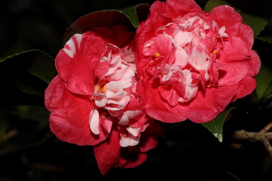 Bi-Color Camellia IX Photograph by Mingming Jiang