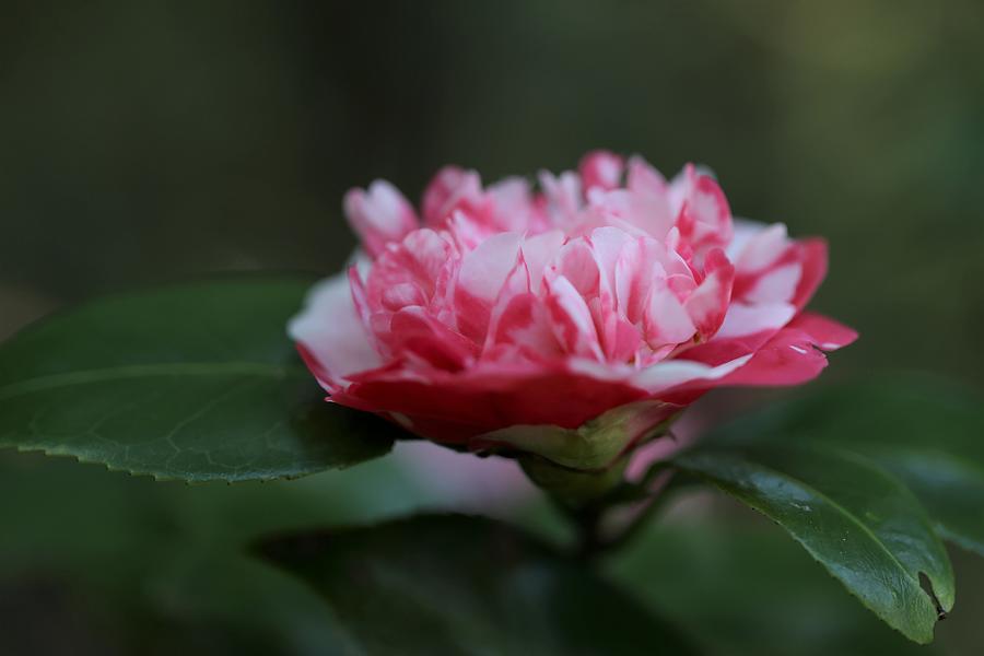 Bi-Color Camellia VII Photograph by Mingming Jiang
