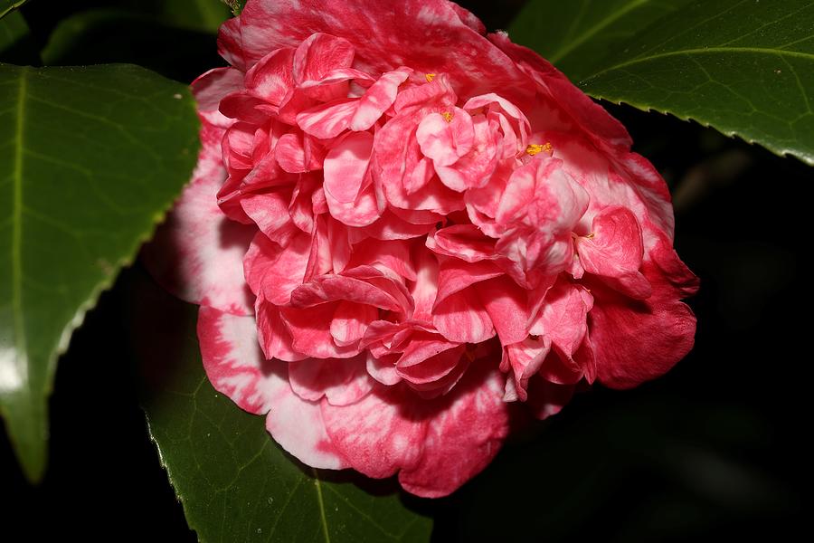 Bi-Color Camellia VIII Photograph by Mingming Jiang