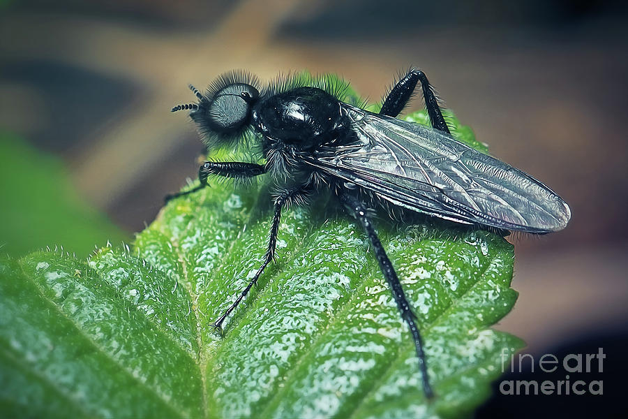 Wildlife Photograph - Bibio marci Male Hawthorn Fly Insect by Frank Ramspott