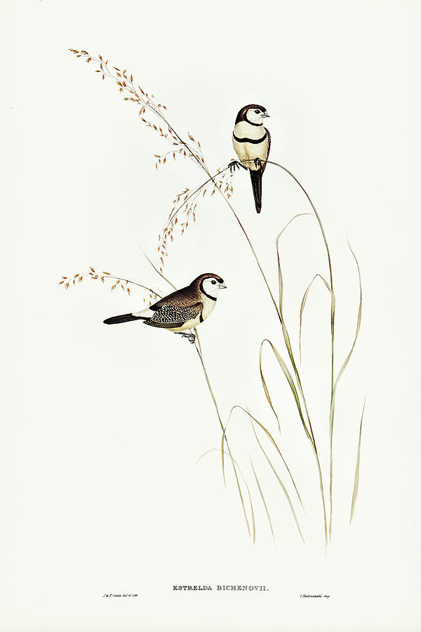 John Gould Drawing - Bichenos Finch, Estrelda Bichenovii by John Gould