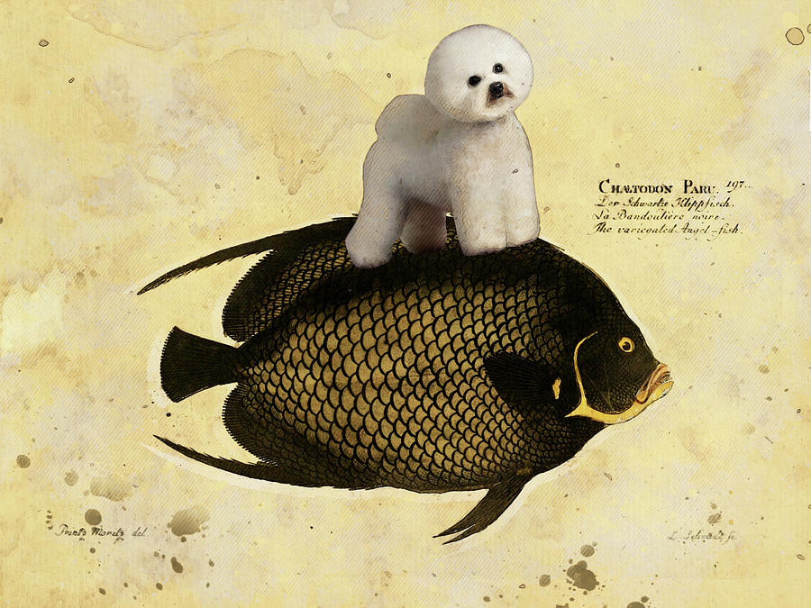 bichon fish