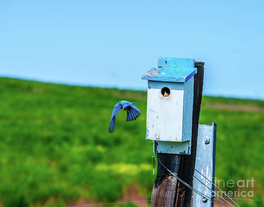 Bickleton Bluebird 2 Photograph by William Meeuwsen Fine Art America