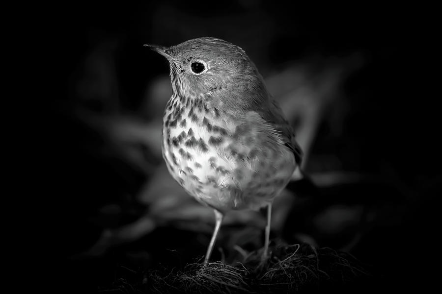Bicknells Thrush Bird Photograph by Mike Fusaro