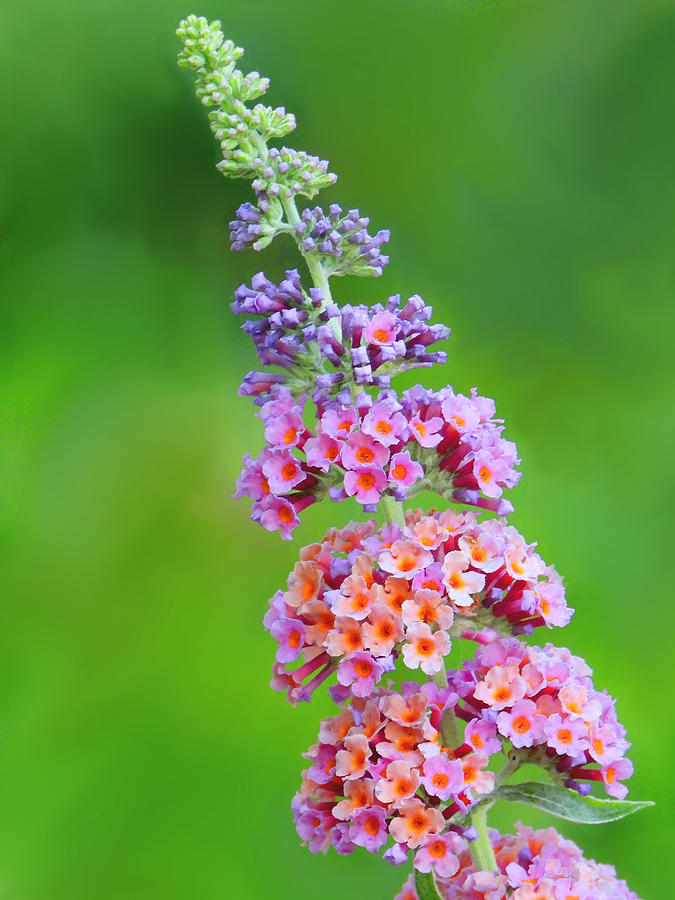 BiColor Butterfly Bush Photograph by Living Color Photography Lorraine Lynch