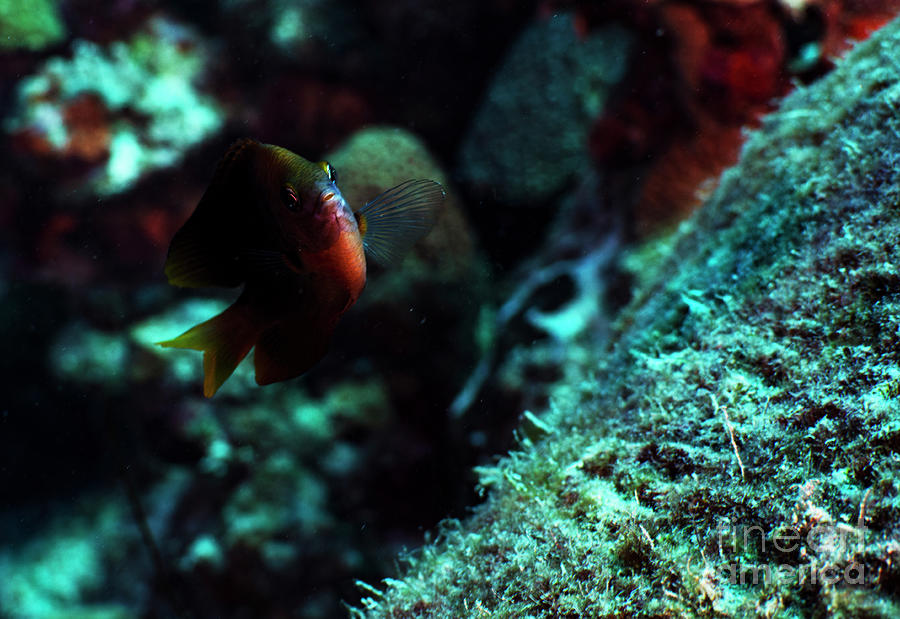Bicolor Damselfish Photograph by JT Lewis