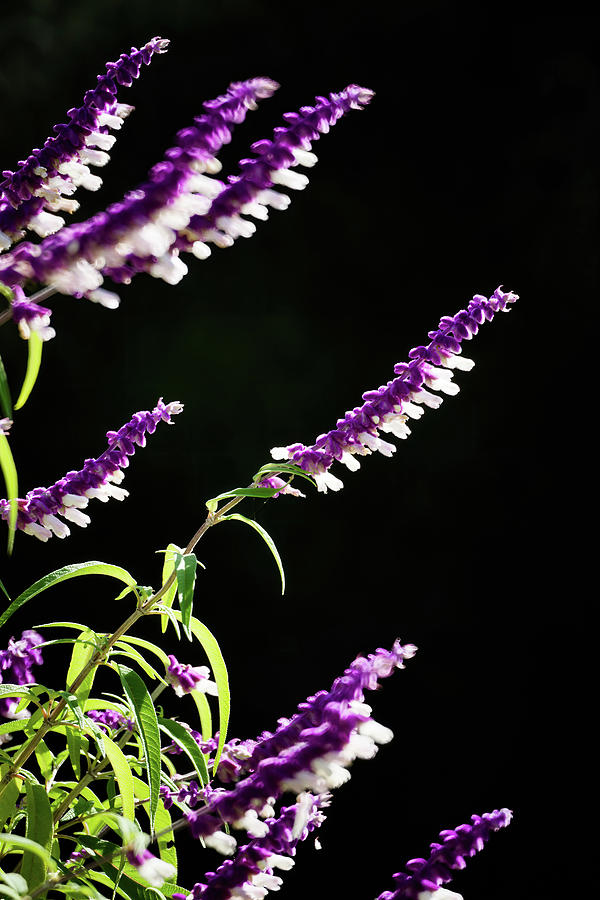 Bicolor mexican bush sage with dark background Photograph by Jean-Luc Farges