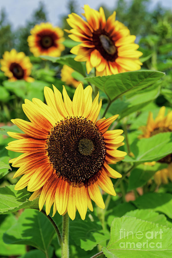 Bicolor Sunflowers Photograph by Verena Matthew | Fine Art America