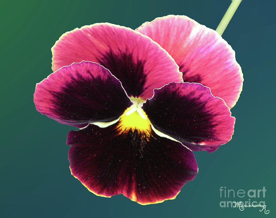 Bicolor Viola Photograph by Mariarosa Rockefeller