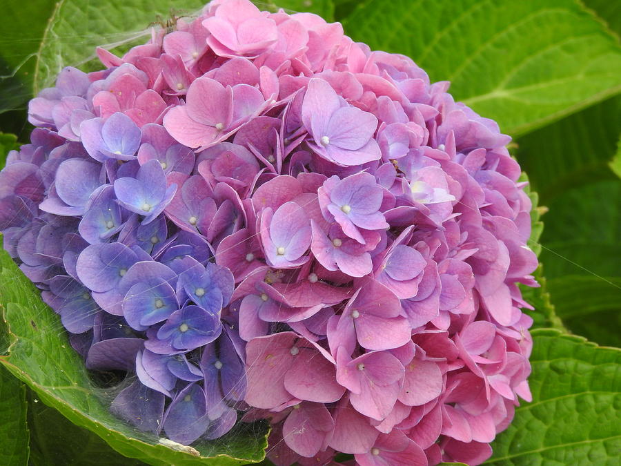 Bicolored Hydrangea Photograph by Barbara Ebeling | Fine Art America