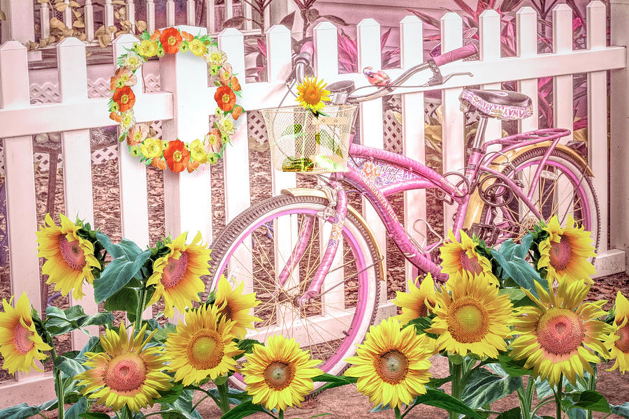 Bicycle at the Sunflower Fence Photograph by Debra and Dave Vanderlaan