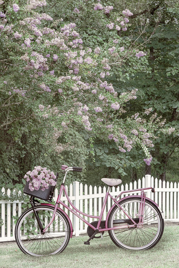 Bicycle by the Farmhouse Garden Fence Photograph by Debra and Dave Vanderlaan