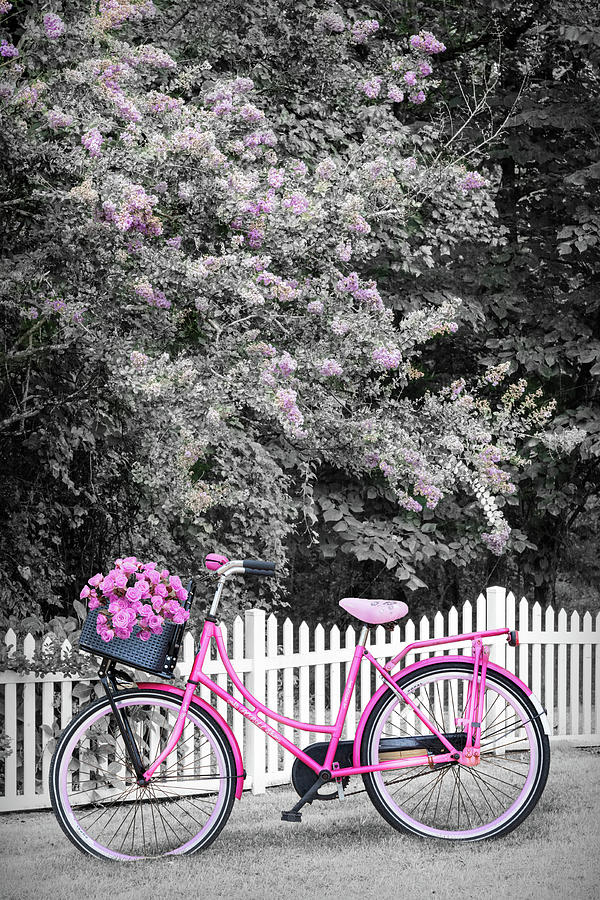 Bicycle by the Garden Fence Black and White and Pink Photograph by Debra and Dave Vanderlaan