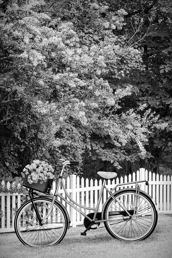 Bicycle by the Garden Fence Black and White Photograph by Debra and Dave Vanderlaan