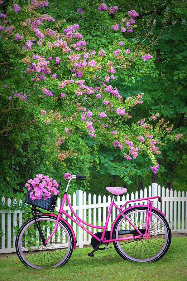 Bicycle by the Garden Fence Photograph by Debra and Dave Vanderlaan