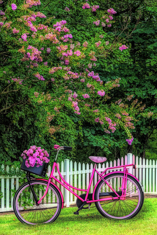 Bicycle by the Garden Fence Painting Photograph by Debra and Dave Vanderlaan