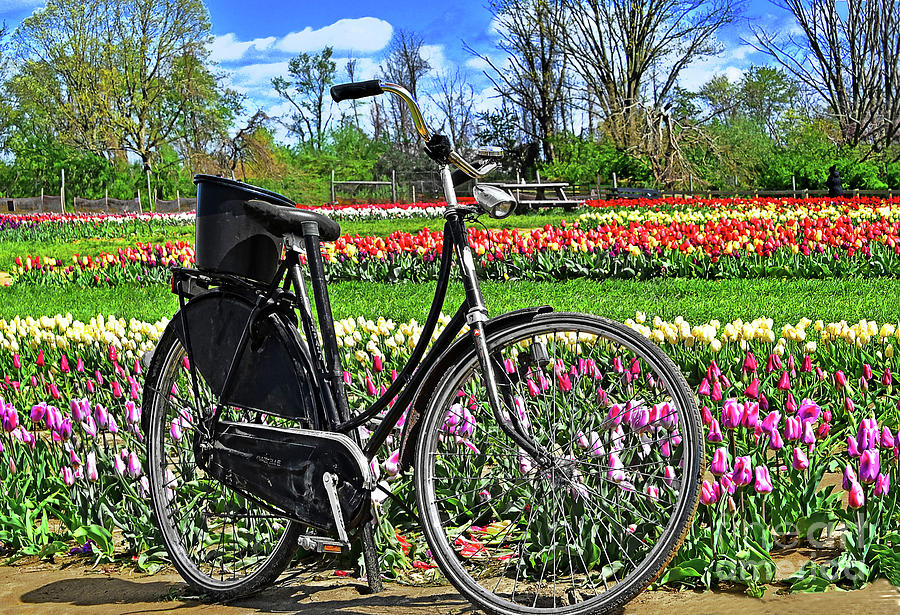 Bicycle Charm In Tulip Field Photograph