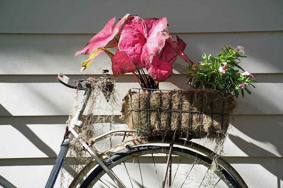 Bicycle in Retirement Photograph by Bruce Gourley