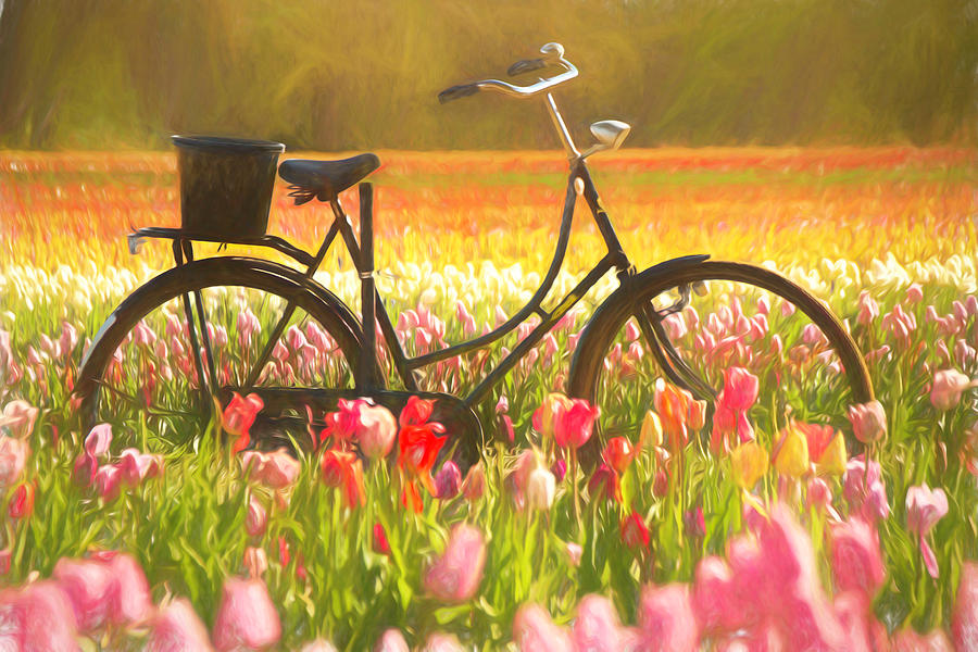 Bicycle in Tulip Field Photograph by Kristia Adams