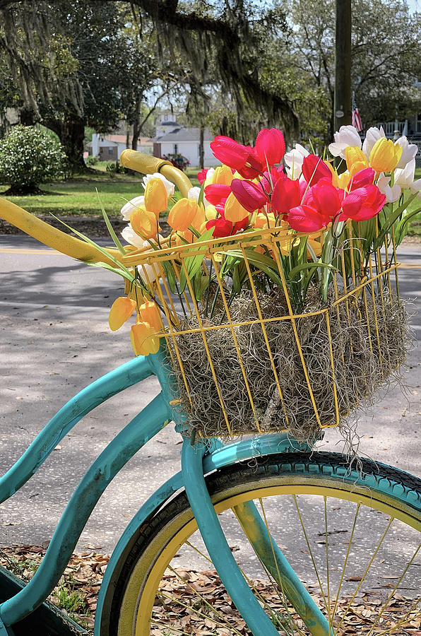 Bicycle with a Basket of Tulips, McClellanville, South Carolina Photograph by Dawna Moore Photography