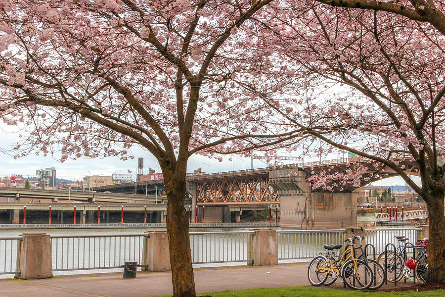 Bicycles under Cherry Blossoms Photograph by Aashish Vaidya