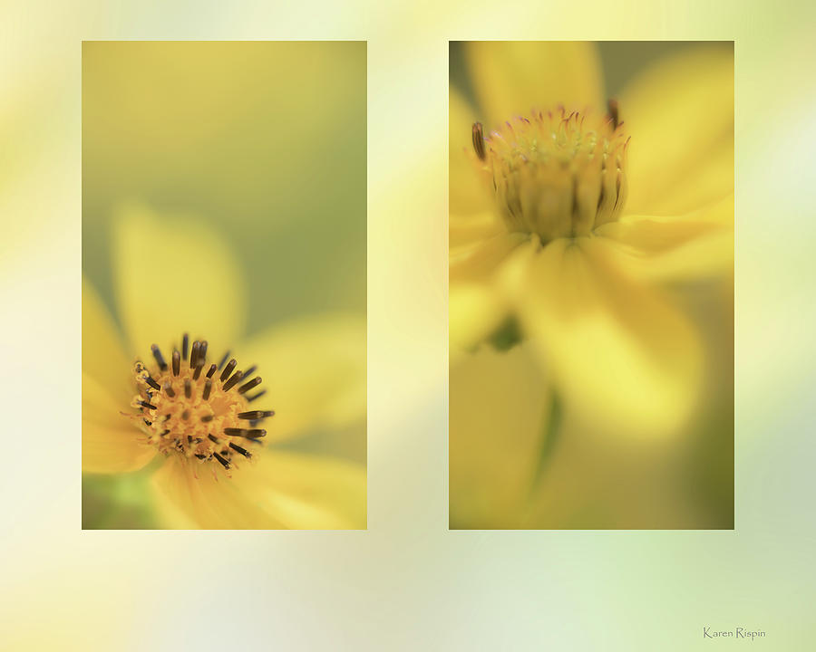 Daisy Photograph - Bidens blooms by Phil And Karen Rispin