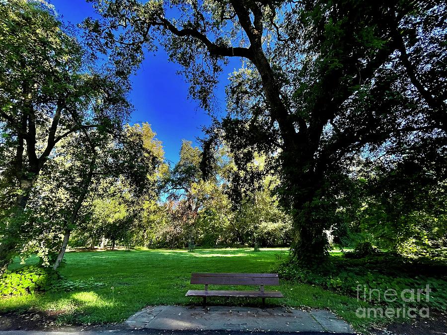 Bidwell Park Bench, Chico, California Photograph by Suzanne Lorenz