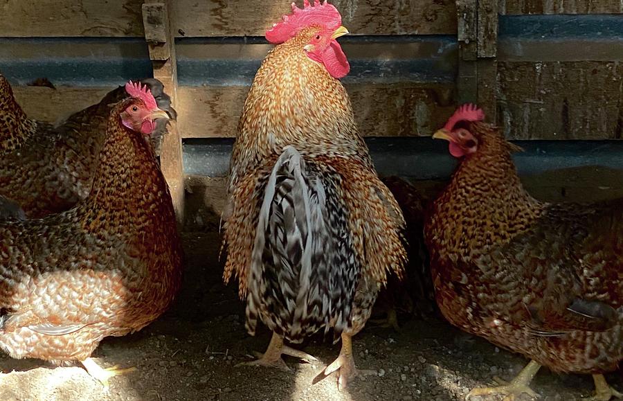 Bielefelders chickens Photograph by DENISE Mckinney - Fine Art America