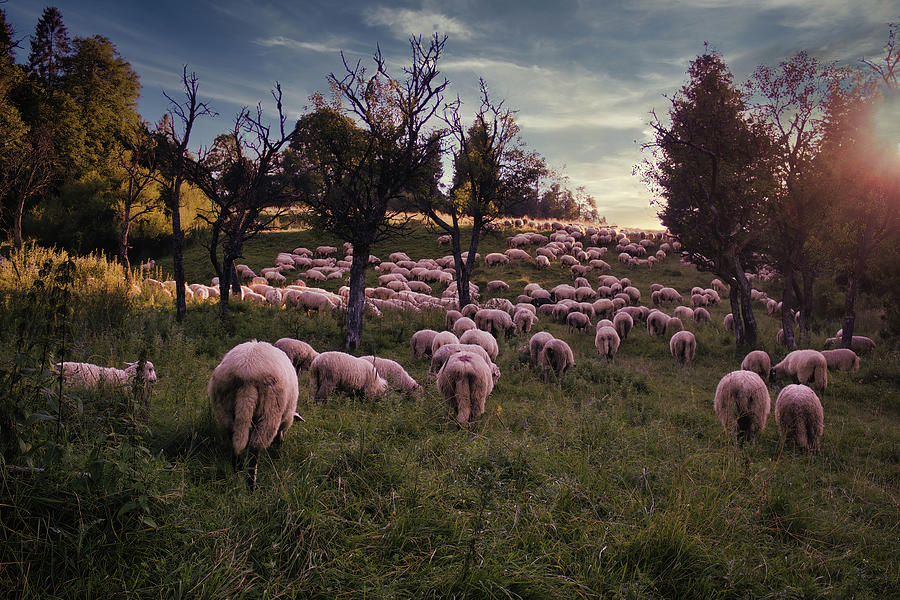 Bielsko BialaTraditional sheep grazing in the open field of Polish Beskid mountain park in the open Silesia Pieniny mountain meadow against dramatic sunset Photograph by Arpan Bhatia
