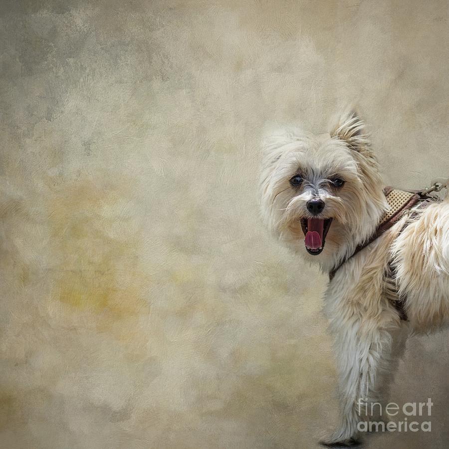 Dog Photograph - Biewer Yorkshire Terrier by Eva Lechner