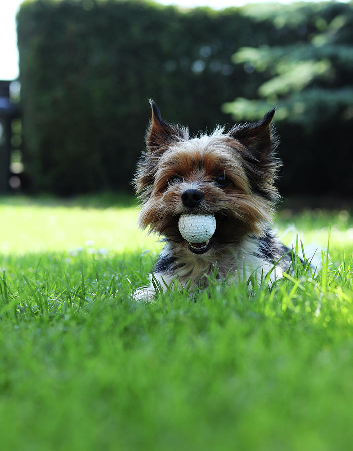 Biewer Yorkshire Terrier Lies In Grass And In Mouth Has Big Golf Ball. Relax In The Shadow In Hot Summer Days. Puppy With Owner Plays On Retrieval. Obedient, Games, Outdoor Activity Photograph