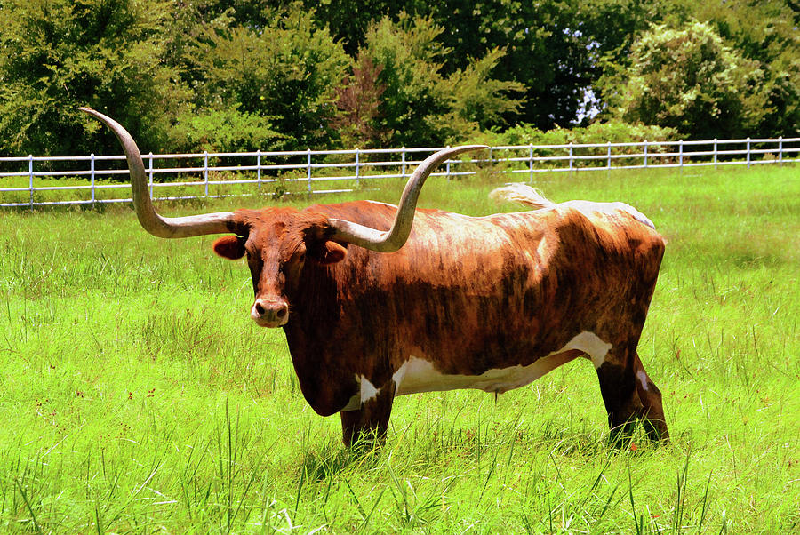 Big And Beautiful Longhorn Cow In Pasture Photograph