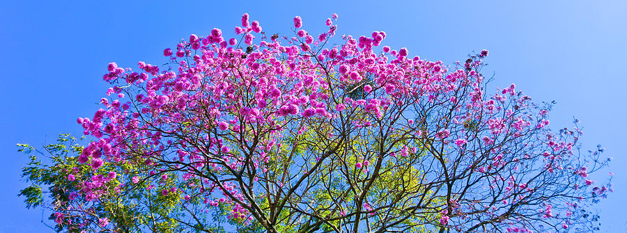 Big and beautiful pink trumpet tree. Photograph by CRMacedonio