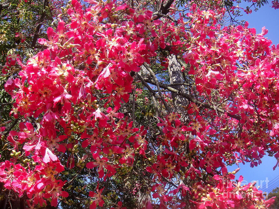 Big and beautiful Silk Floss Tree. Ceiba speciosa Photograph by Sofia