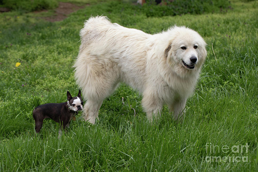 Big and Small Dogs Photograph by Jeannette Hunt