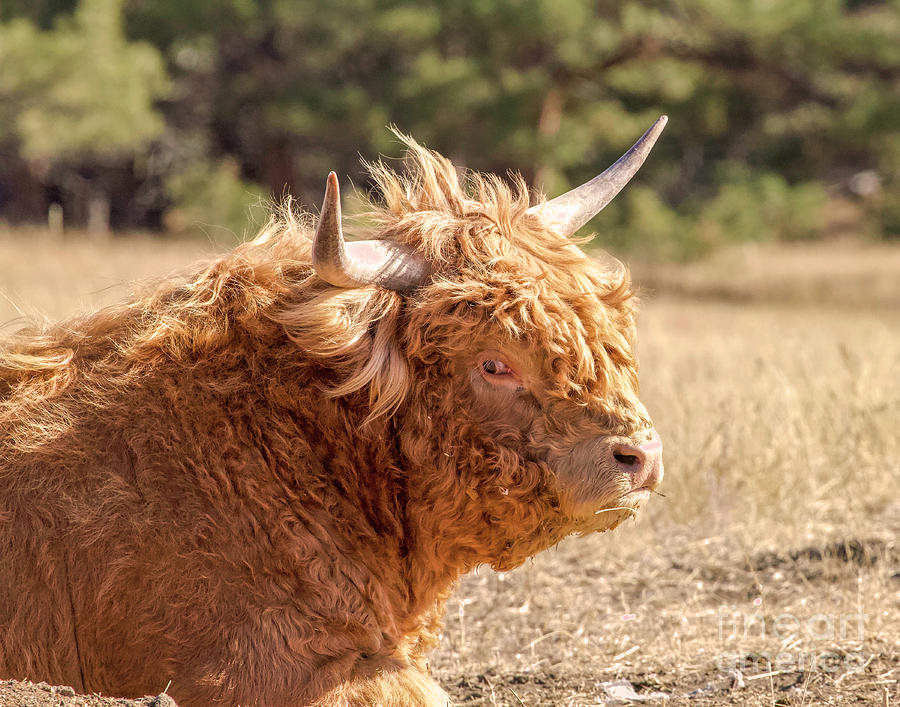 Big Bad Bull Photograph by Shirley Dutchkowski