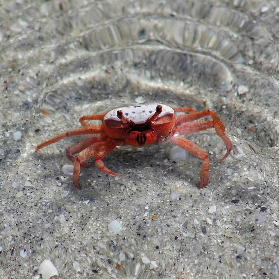 Big Bad Crab Photograph by Robert Wilder Jr