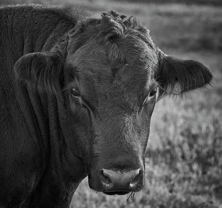 Big Bad John Photograph by Bill Chambers - Fine Art America