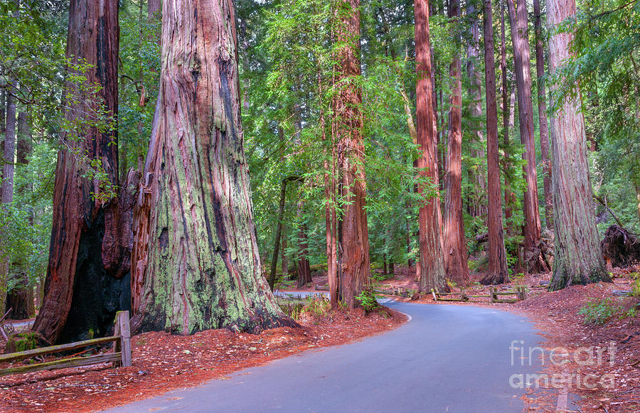 Landscape Photograph - Big Basin Redwoods Photo, 1 by Glenn Franco Simmons