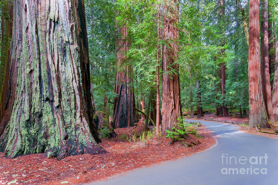 Big Basin Redwoods photo, 3 Photograph by Glenn Franco Simmons