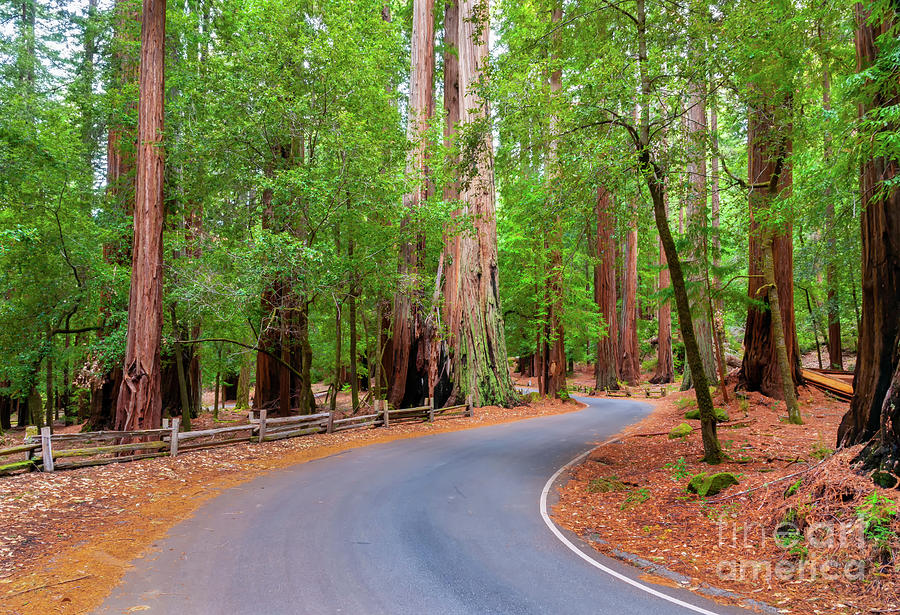 Tree Photograph - Big Basin Redwoods State Park, 2 by Glenn Franco Simmons