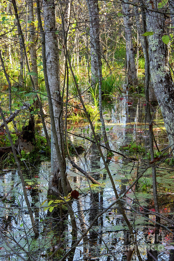 Big Bay State Park Lagoon One Photograph by Bob Phillips | Fine Art America