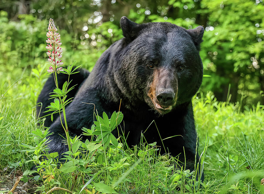Big Bear Close-up Photograph by Duane Cross