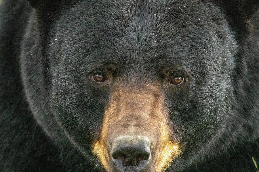 Big Bear of Hyatt Lane Photograph by Douglas Wielfaert - Fine Art America