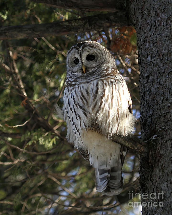 Big Beautiful Barred Owl Photograph by Heather King