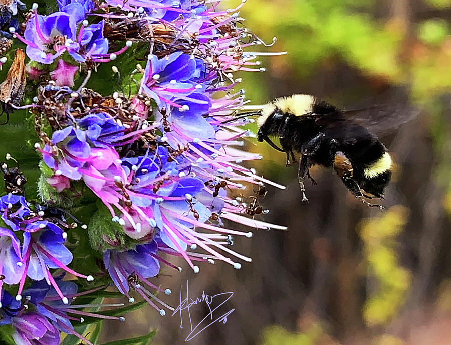 Big Beautiful Bumble Bee Photograph by DC Langer