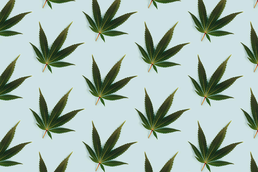 Big beautiful green leaf of marijuana close up Photograph by Olena Ruban